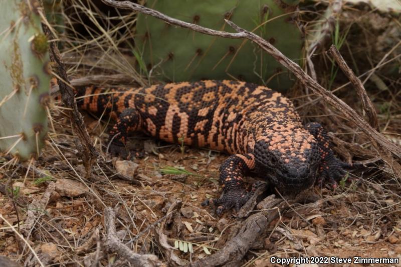 Gila Monster (Heloderma suspectum)