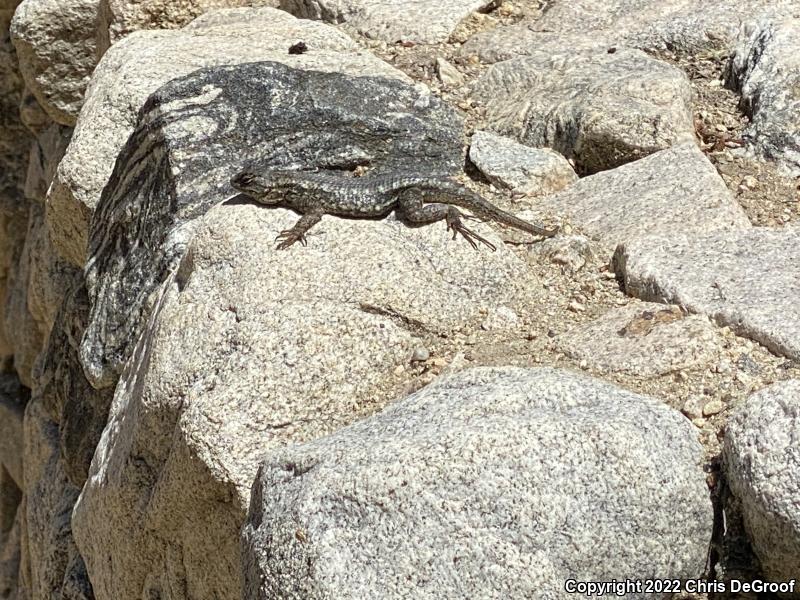 Western Fence Lizard (Sceloporus occidentalis)