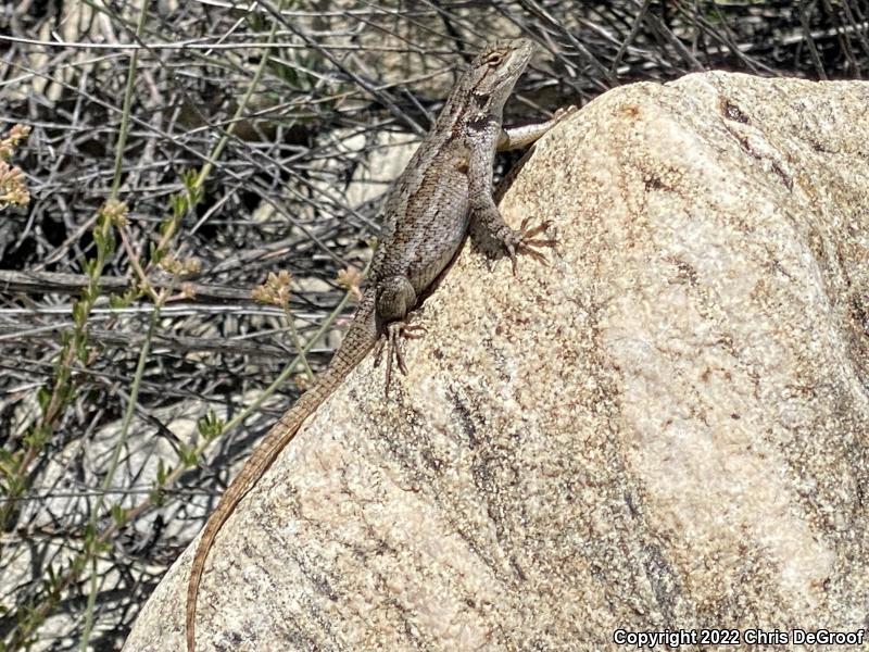 Western Fence Lizard (Sceloporus occidentalis)