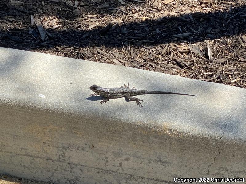 Western Fence Lizard (Sceloporus occidentalis)