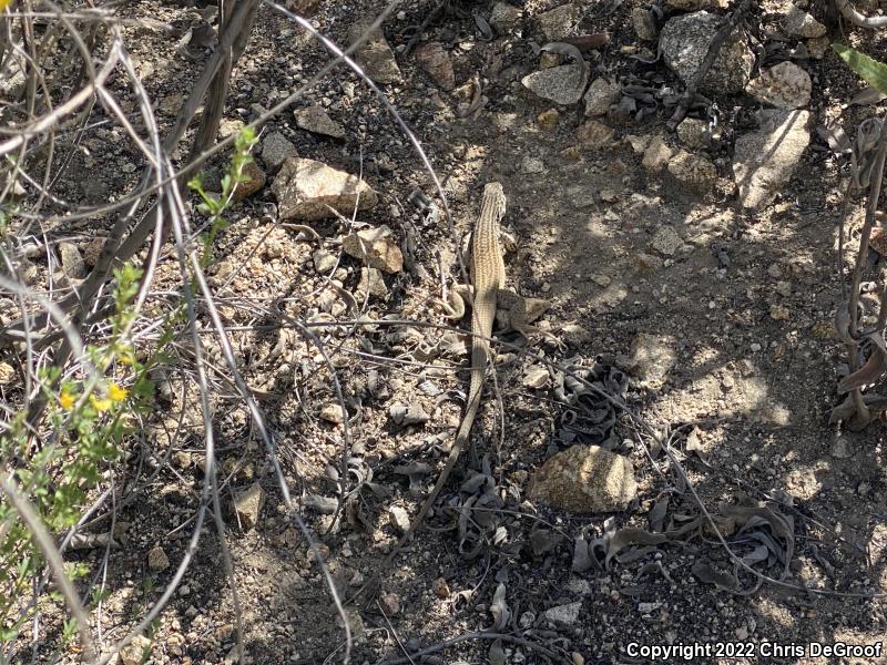 Coastal Whiptail (Aspidoscelis tigris stejnegeri)