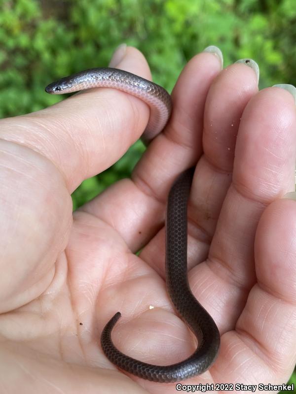 Eastern Wormsnake (Carphophis amoenus)