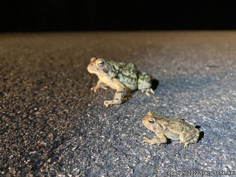 Fowler's Toad (Anaxyrus fowleri)