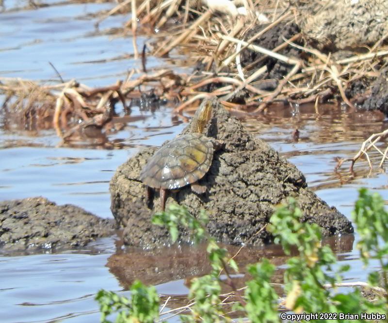 Western Pond Turtle (Actinemys marmorata)