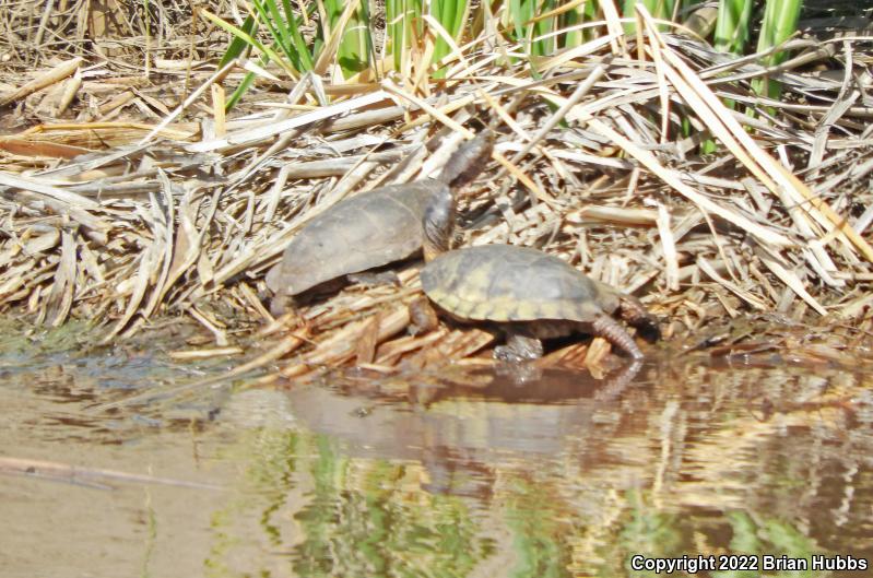 Western Pond Turtle (Actinemys marmorata)