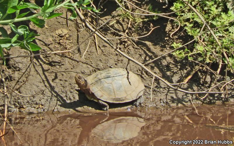 Western Pond Turtle (Actinemys marmorata)