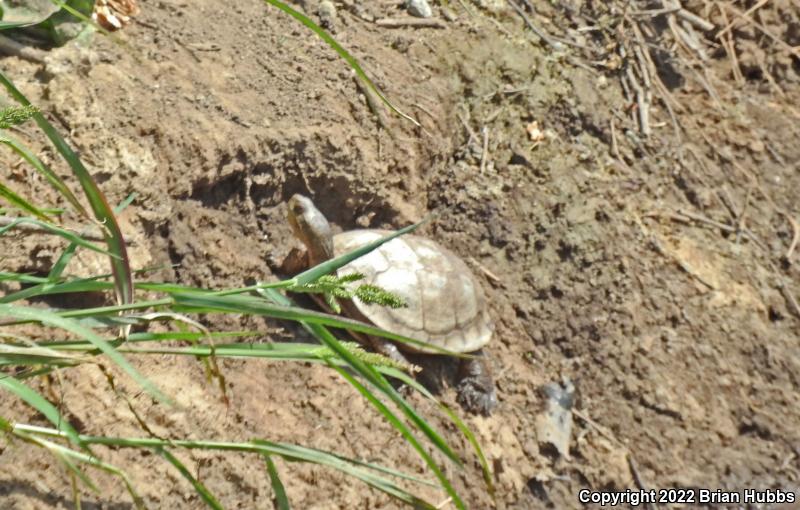 Western Pond Turtle (Actinemys marmorata)