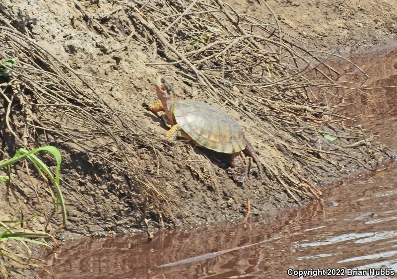 Western Pond Turtle (Actinemys marmorata)