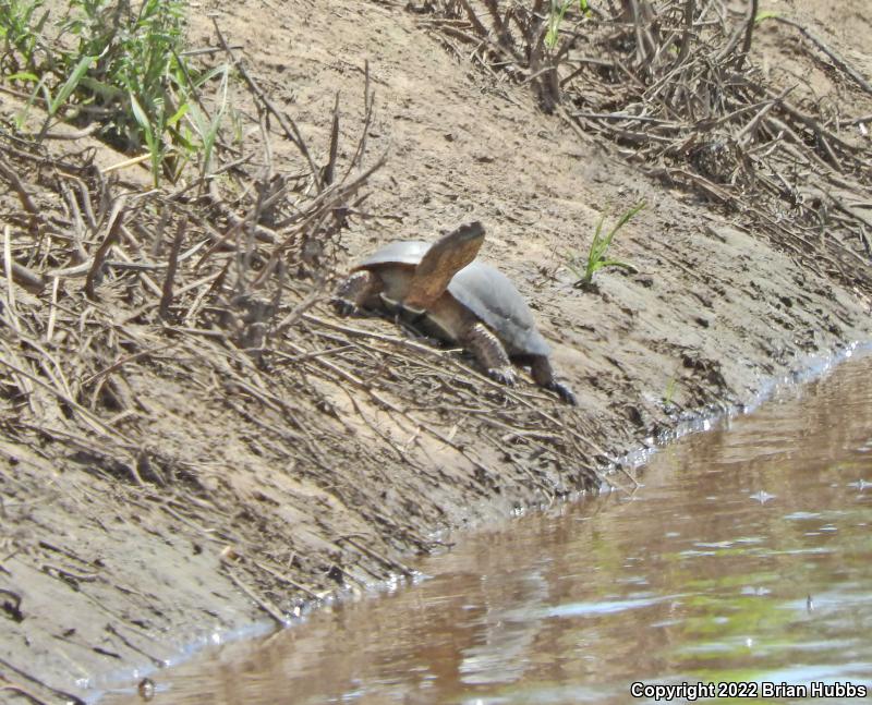 Western Pond Turtle (Actinemys marmorata)