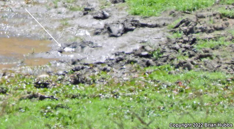 Western Pond Turtle (Actinemys marmorata)