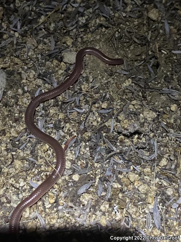 SouthWestern Threadsnake (Leptotyphlops humilis humilis)