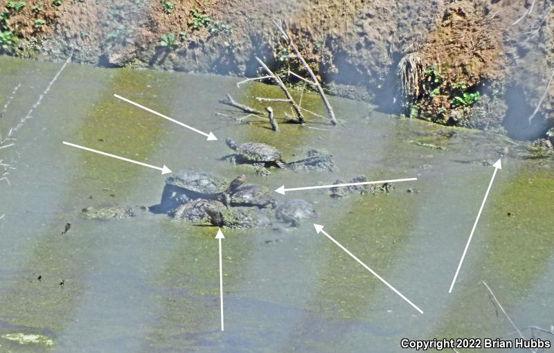 Western Pond Turtle (Actinemys marmorata)