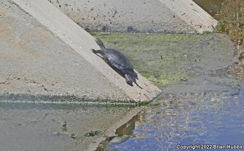 Western Pond Turtle (Actinemys marmorata)