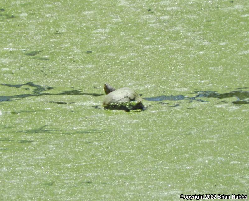 Western Pond Turtle (Actinemys marmorata)