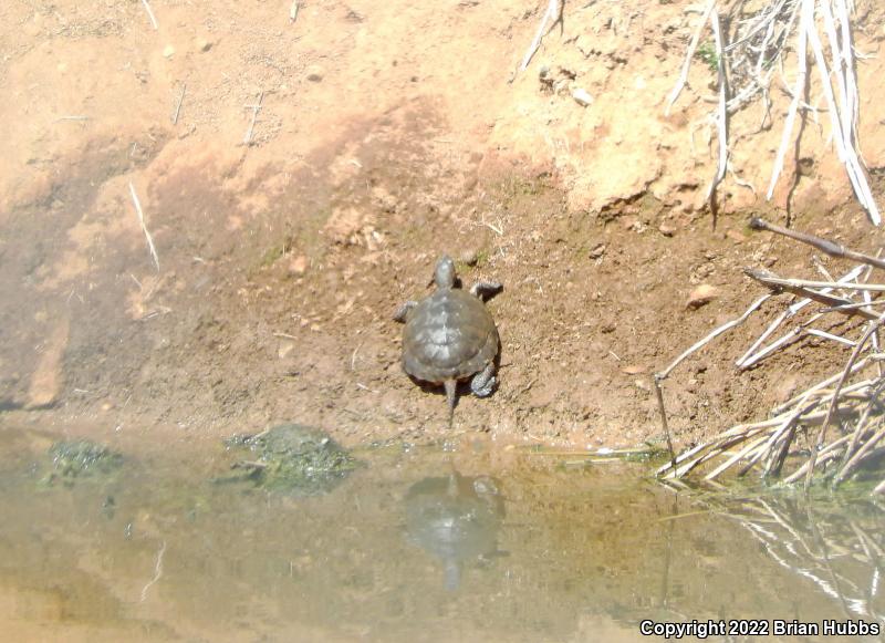 Western Pond Turtle (Actinemys marmorata)