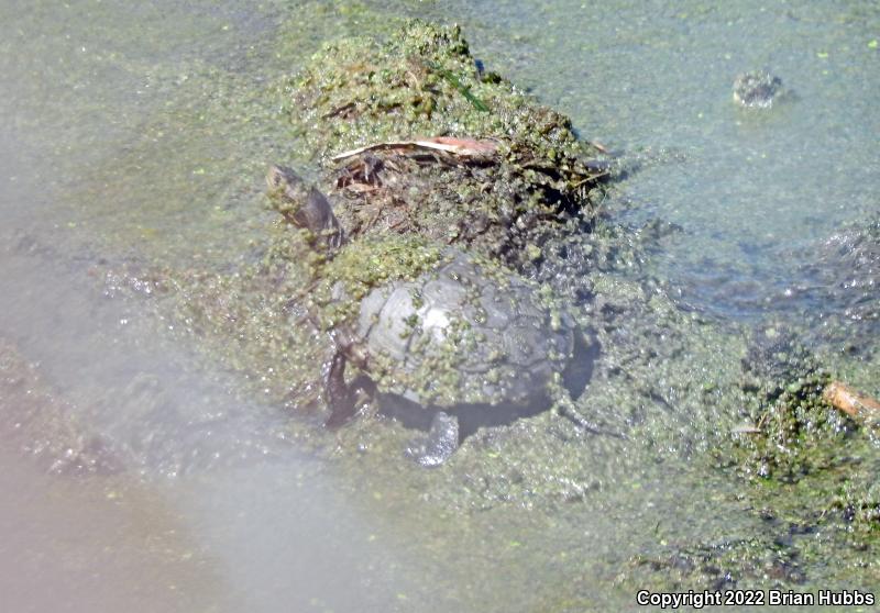 Western Pond Turtle (Actinemys marmorata)