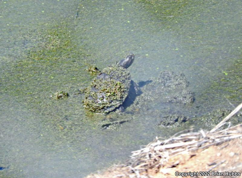 Western Pond Turtle (Actinemys marmorata)