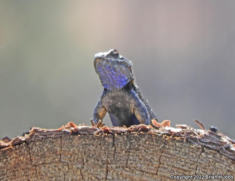 San Joaquin Fence Lizard (Sceloporus occidentalis biseriatus)