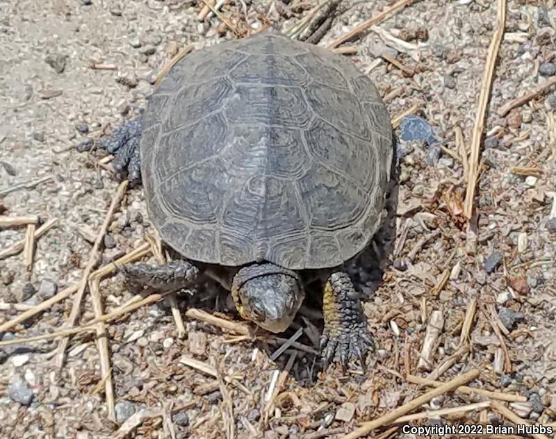 Western Pond Turtle (Actinemys marmorata)