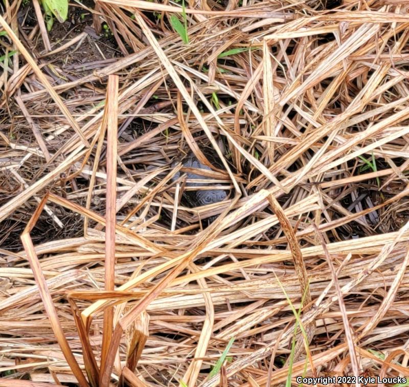 Bog Turtle (Glyptemys muhlenbergii)