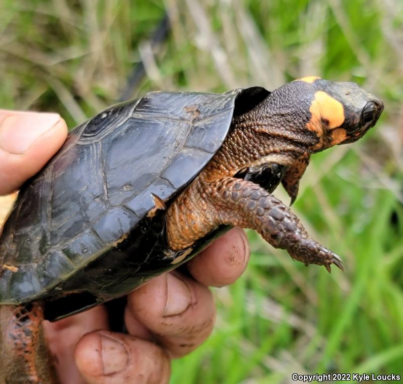 Bog Turtle (Glyptemys muhlenbergii)