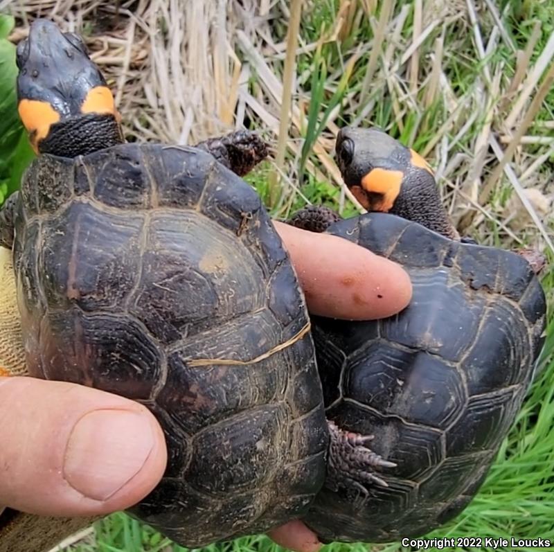 Bog Turtle (Glyptemys muhlenbergii)