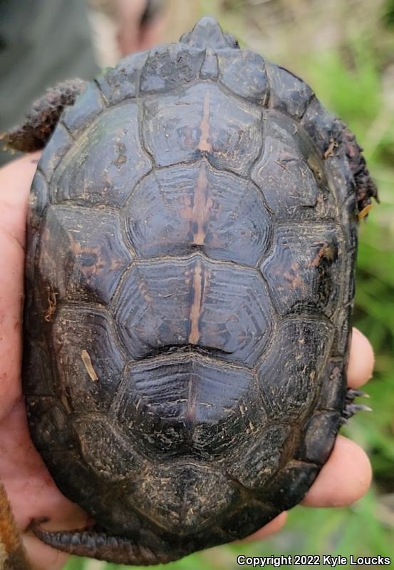 Bog Turtle (Glyptemys muhlenbergii)