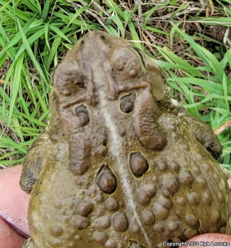 Eastern American Toad (Anaxyrus americanus americanus)