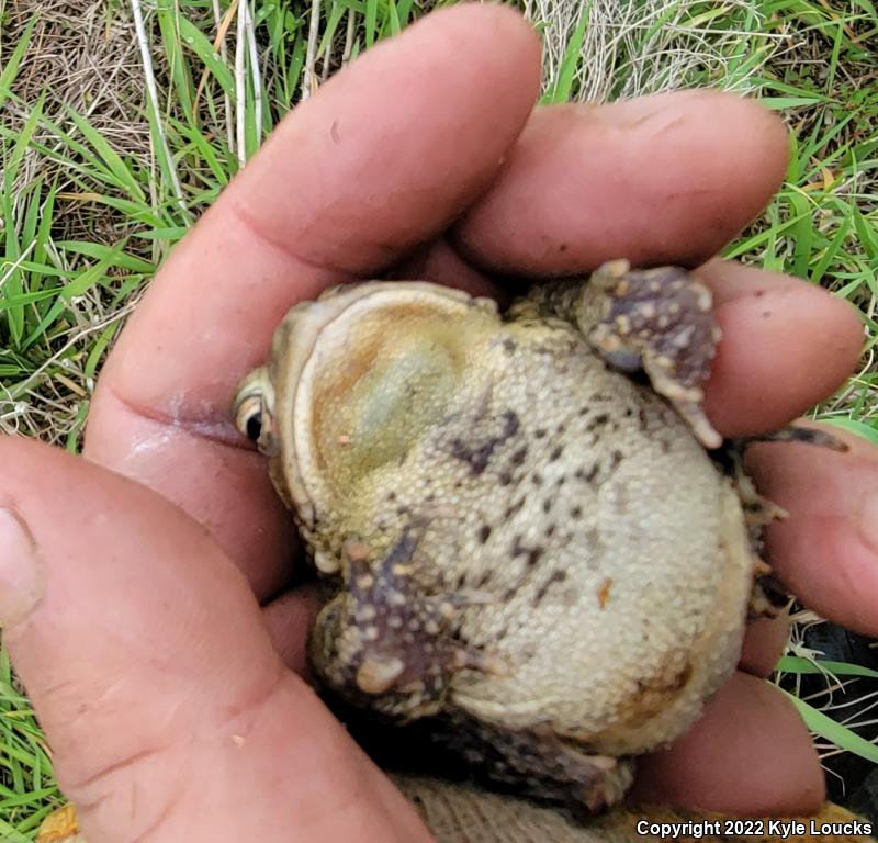 Eastern American Toad (Anaxyrus americanus americanus)