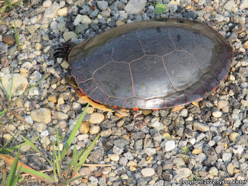 Midland Painted Turtle (Chrysemys picta marginata)