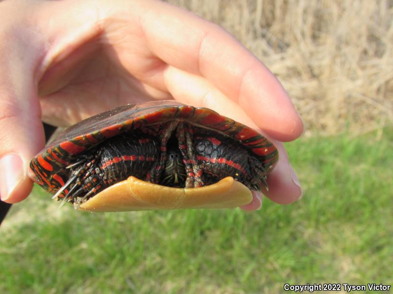 Midland Painted Turtle (Chrysemys picta marginata)