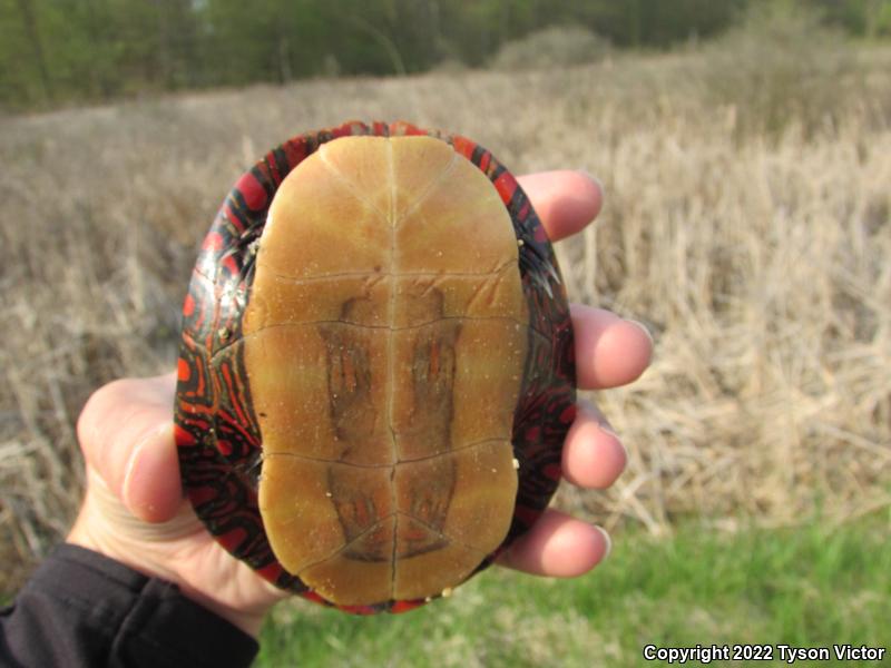 Midland Painted Turtle (Chrysemys picta marginata)