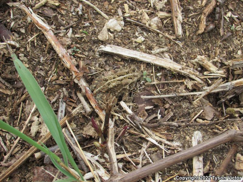 Eastern American Toad (Anaxyrus americanus americanus)