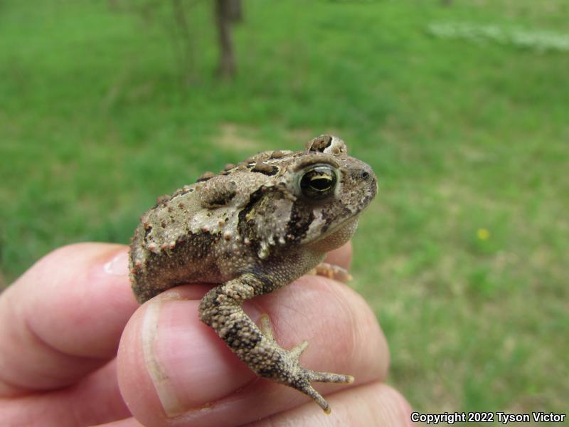 Eastern American Toad (Anaxyrus americanus americanus)