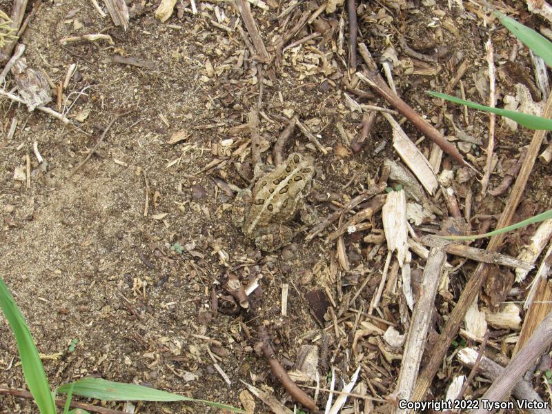 Eastern American Toad (Anaxyrus americanus americanus)