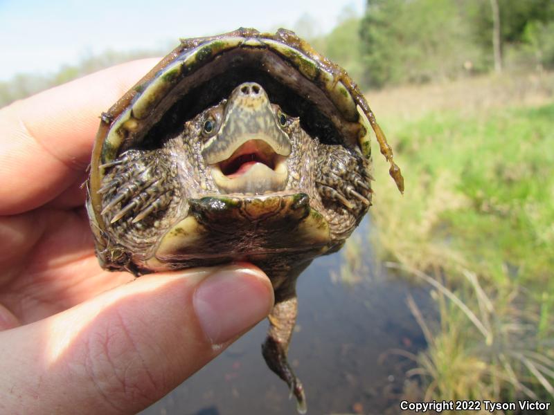 Eastern Musk Turtle (Sternotherus odoratus)