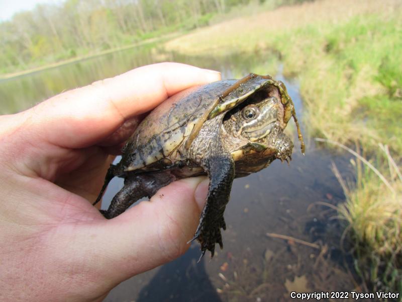 Eastern Musk Turtle (Sternotherus odoratus)