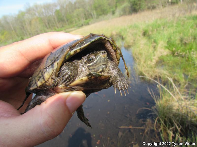 Eastern Musk Turtle (Sternotherus odoratus)