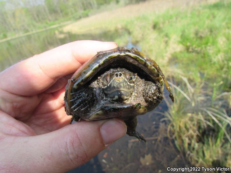 Eastern Musk Turtle (Sternotherus odoratus)