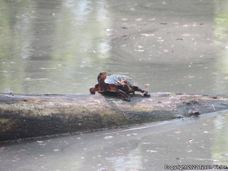 Spotted Turtle (Clemmys guttata)