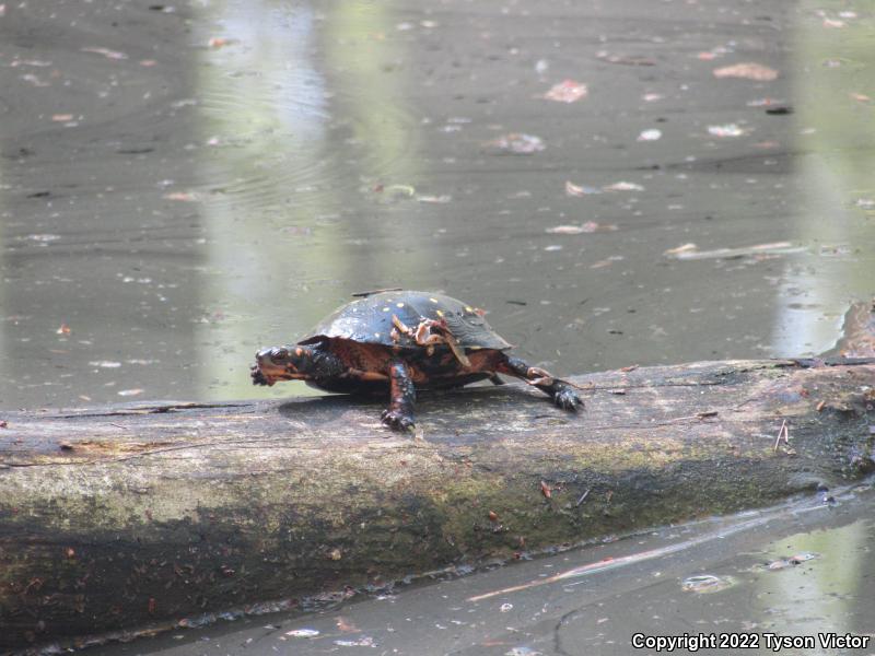 Spotted Turtle (Clemmys guttata)