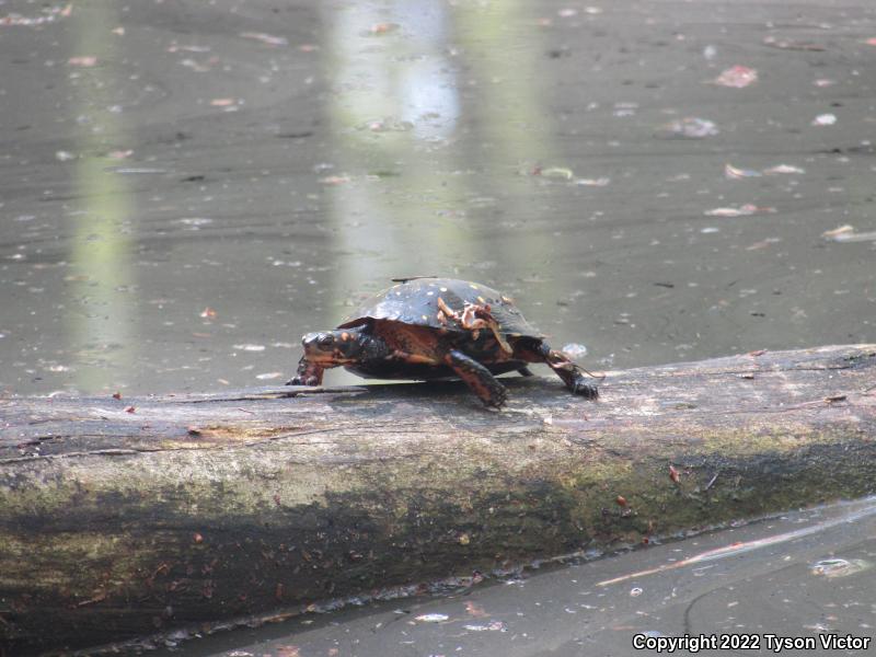 Spotted Turtle (Clemmys guttata)