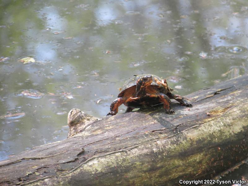 Spotted Turtle (Clemmys guttata)