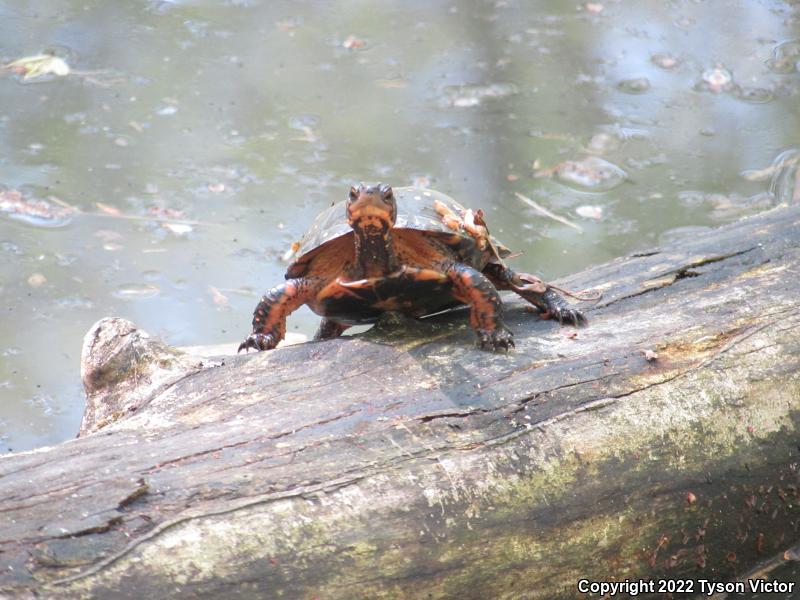 Spotted Turtle (Clemmys guttata)