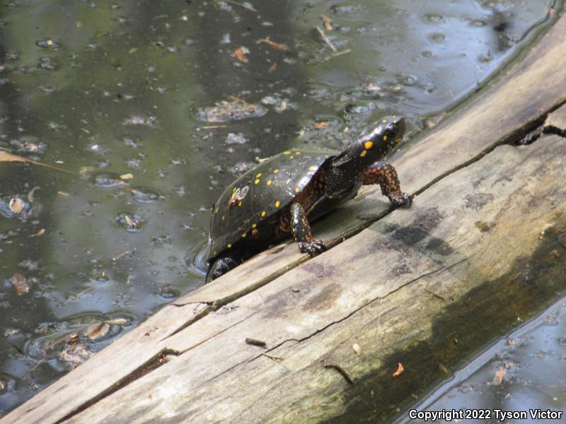 Spotted Turtle (Clemmys guttata)