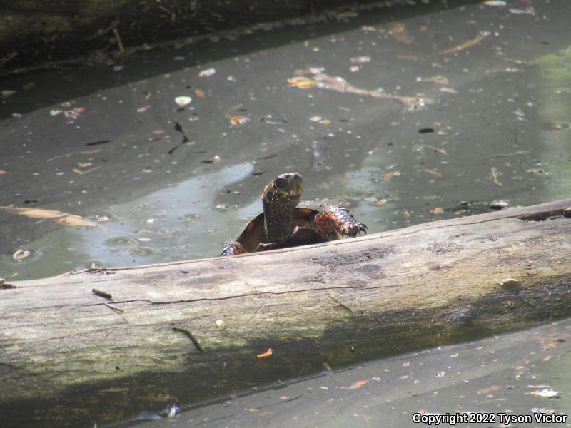 Spotted Turtle (Clemmys guttata)