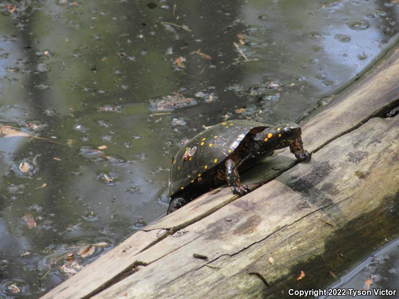 Spotted Turtle (Clemmys guttata)