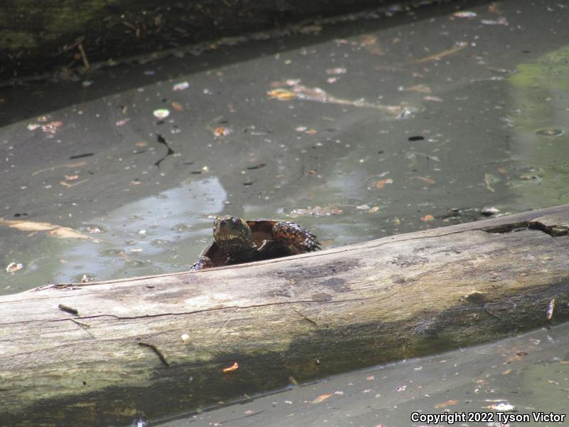 Spotted Turtle (Clemmys guttata)