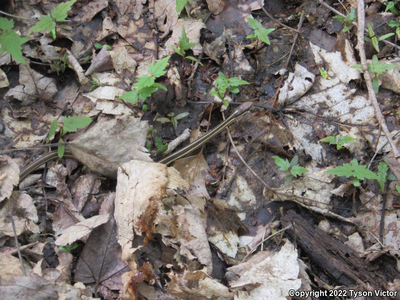 Northern Ribbonsnake (Thamnophis sauritus septentrionalis)