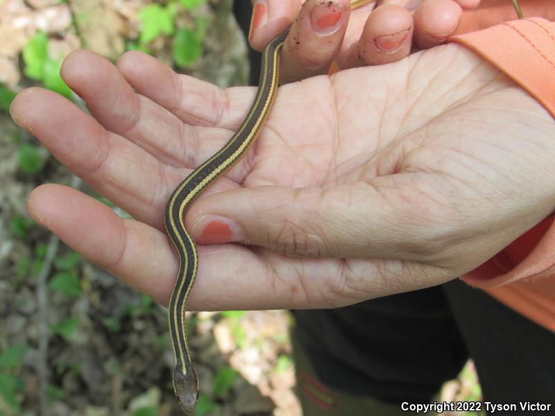 Northern Ribbonsnake (Thamnophis sauritus septentrionalis)